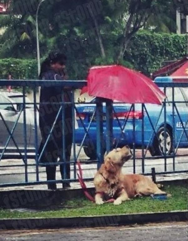 11. Singapur'da sahibinin bağlayıp bıraktığı bir köpeğin yardımına koşan başka birisi ıslanmaması için uğraşıyor.