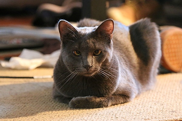 Этот котяра тоже решил побороться с пчелой.