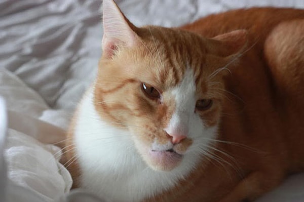 А это кот по имени Танго, которому не повезло так же, как и другим его хвостатым товарищам.