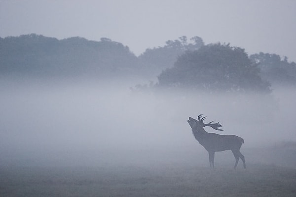 Благородное животное в клубах утреннего тумана.