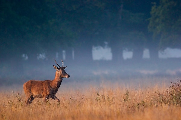 В октябре у оленей происходит гон. В это время самцы сражаются за самок, порой эти бои бывают очень жестокими.