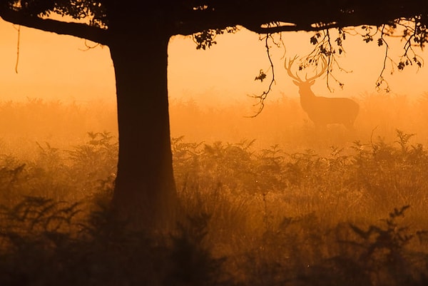Сделать фото в Ричмонд-парке без признаков присутствия человека – нелегкая задача.