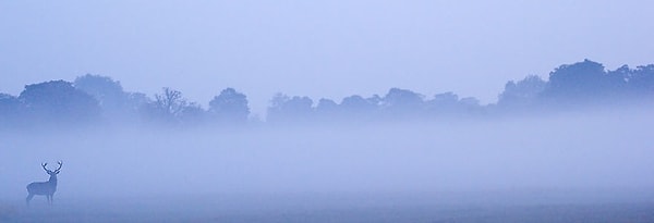 Когда ходишь в предрассветном тумане и ощущаешь присутствие оленей, слышишь их рев, но не можешь их разглядеть, кажется, что попал в одну из сюрреалистических фантазий художника.