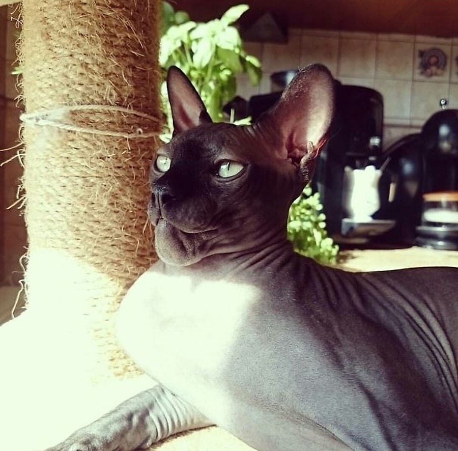 Arilarla Girdigi Oyun Ve Savastan Sisliklerle Ayrilan 18 Minnos Kedi