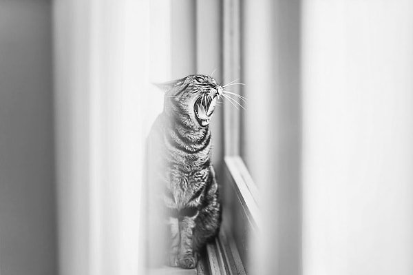 И Фелисити нашла решение этой проблемы. Она стала профессионально заниматься фотографированием.