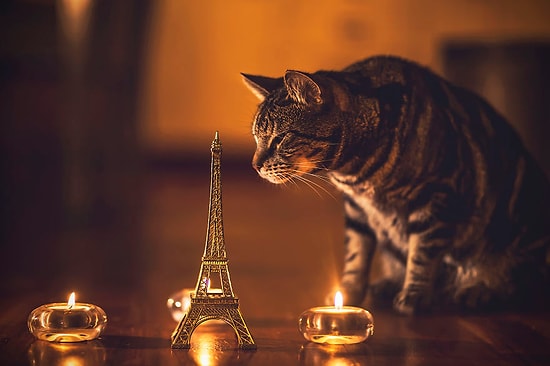 Фотографируя кошек, девушка борется с неприятными воспоминаниями и неуверенностью