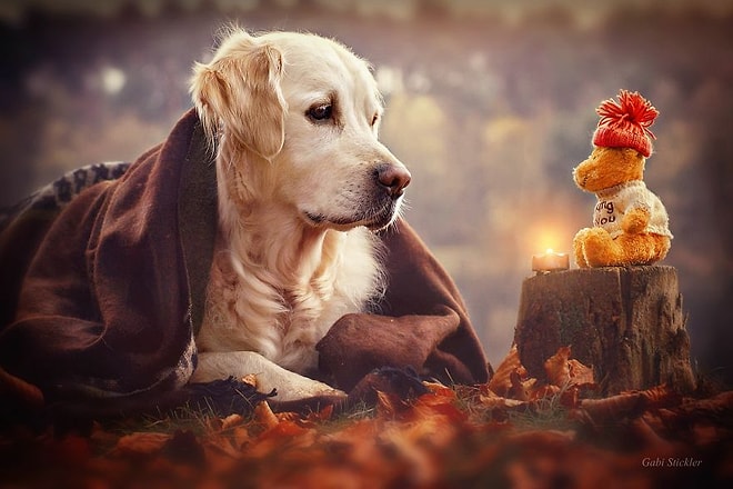 Теплые рождественские фотографии с симпатичным псом в главной роли