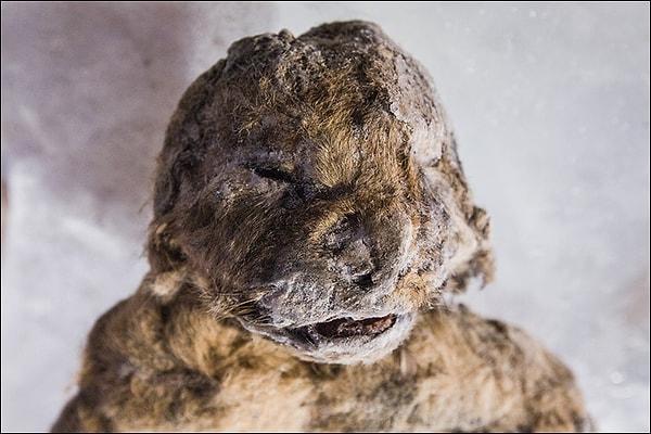 4. 12.000 Yıllık Donmuş Mağara Aslanlarının Fotoğrafları Yayımlandı