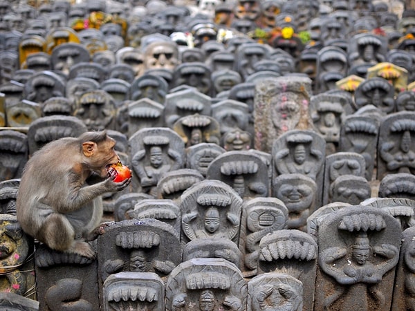 17. Индийский макак сидит на священных идолах змей и ест гранат, оставленный идолопоклонниками, как подношение, во время праздника Нагапанчами. Окрестности Банголора, Индия, 19 августа, 2015 г.