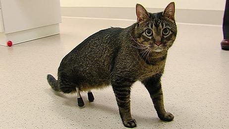 Titanyum Bacakları ile Yeniden Yürümeye Başlayan Engelli Kedi