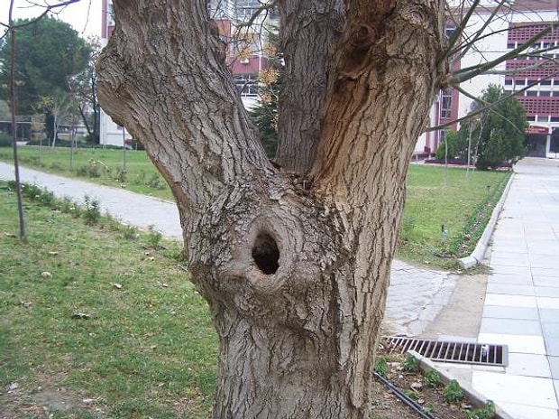 Ağaç kovuğu