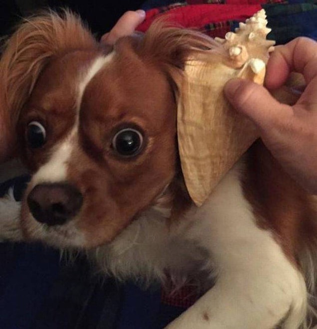 köpekler kaç kere çiftleşir