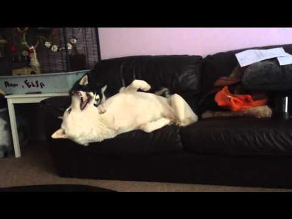 Heyecanlı Husky, Kanepede Kestiren Kardeşini Rahat Bırakmamak İçin Elinden Geleni Yapıyor