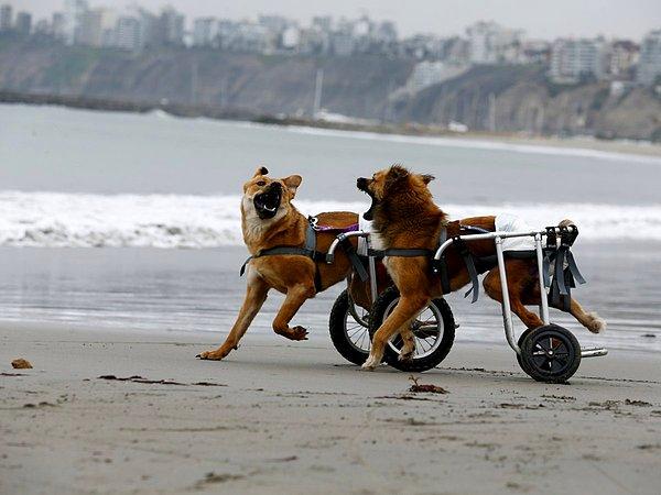 21. Chorrillos, Lima'daki Pescadores plajında oynayan belden aşağısı felçli köpekler Pelusa ve Huellas, 7 Eylül 2015.