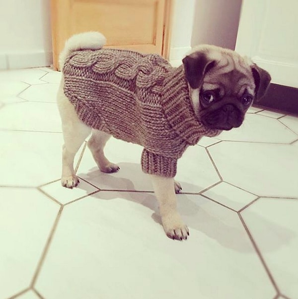 С шиком можно одеть даже своего четвероного питомца.