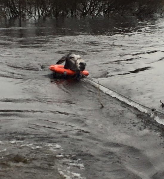 Осёл, спасённый во время наводнения в Ирландии, улыбается от уха до уха