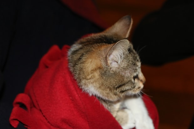 Kedi