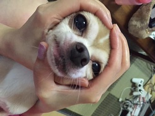 Sıradaki Trend Japonya'dan: Minnoş Bebeklerin Pirinç Toplarına Benzetildiği 12 Fotoğraf