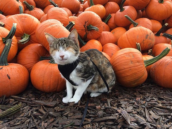 «Мы встретили Хани Би, когда были на Фиджи, и не смотря на то, что она является инвалидом, эта кошка – полноценная экстраординарная личность», - пишет ее хозяин.