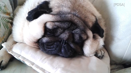 Çok Kilolu Hayvanların Spor Yapmasına Olanak Sağlayan Spor Salonu