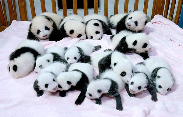 2. Pandalar