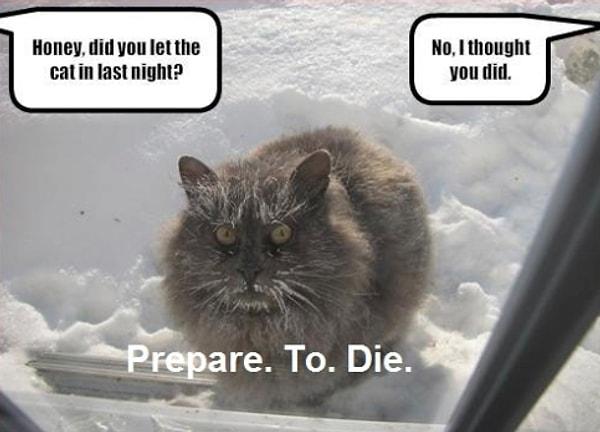 Karda dışarda unutulan psikopat kedi!
