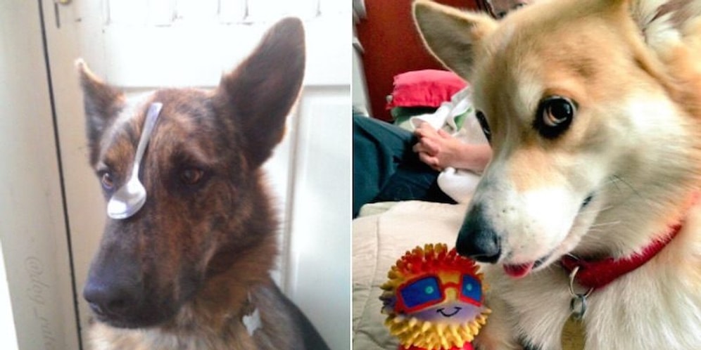 Фото-рейтинг самых очаровательных собак