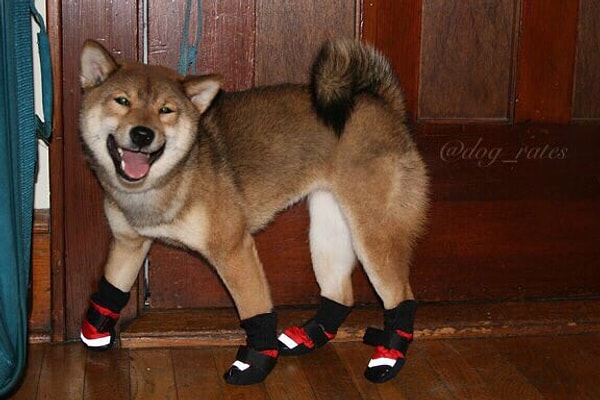 Веселая собачка по кличке Кайя, обутая в кокетливые туфельки – первая в списке тех, кто хочет забрать главный приз в конкурсе самых очаровательных четвероногих друзей человека.