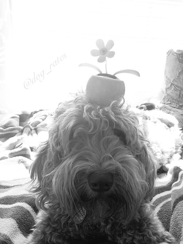 Собачка по кличке Митч – просто Лиза Тертл мира собачьей моды.