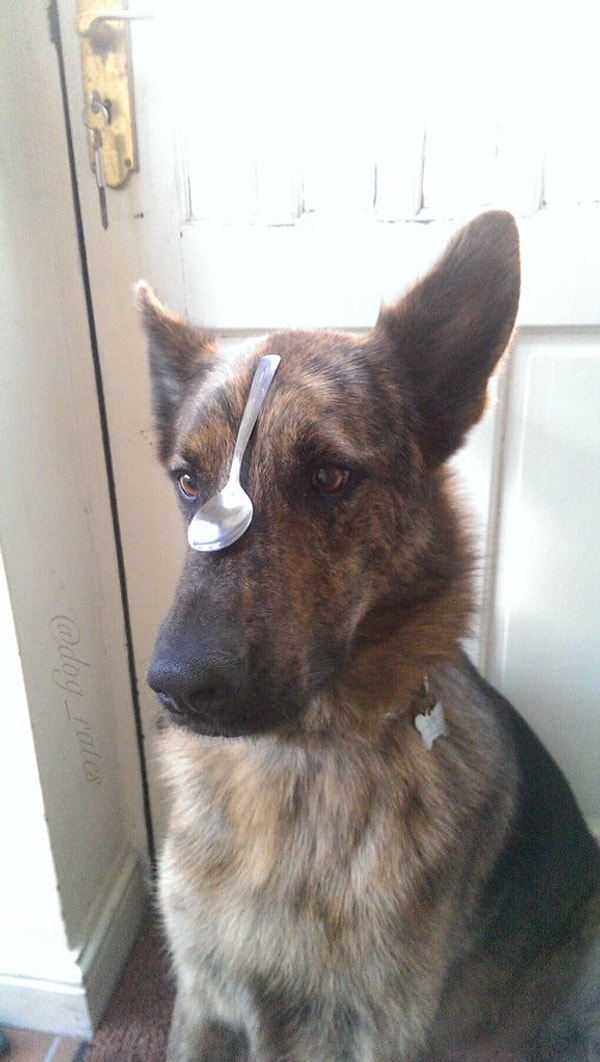 Пес Стэнли сражается с невидимыми демонами, и мы все на его стороне