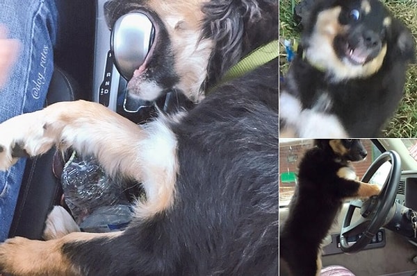 Кода садится за руль в нетрезвом состоянии, уверяя, что она хочет просто чуточку поколесить по району. Да-да, конечно, так мы и поверили.