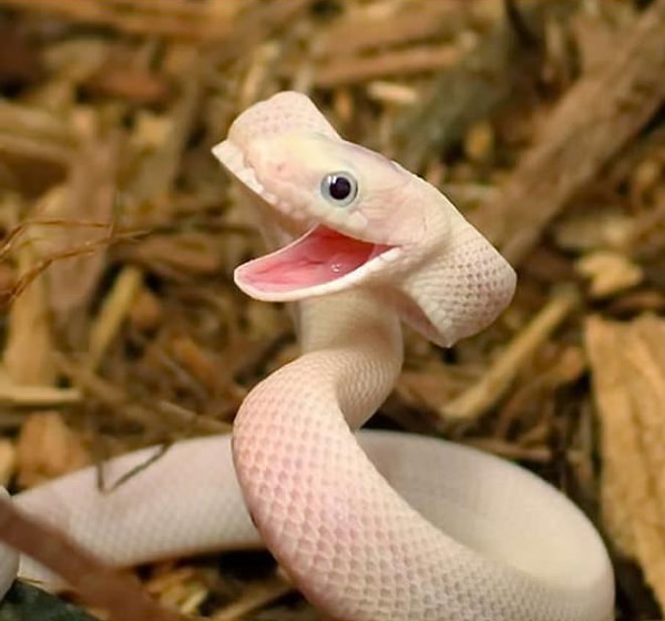 Змейка, которой и впрямь не все равно как ты провел свой день.