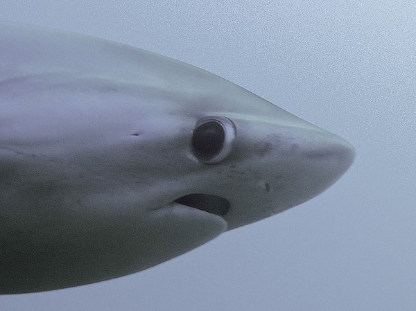 Большеглазая акула, которой даже в голову не придет тебя укусить.