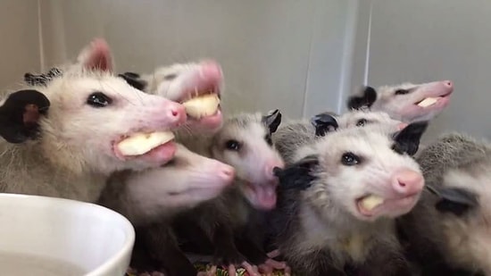 Кучка опоссумов одновременно ест бананы, и это гипнотизирует