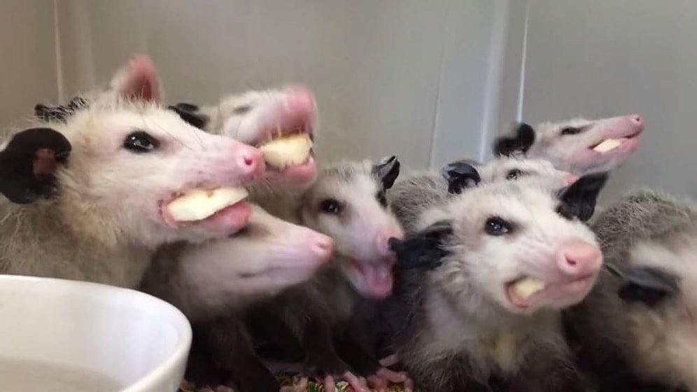 Кучка опоссумов одновременно ест бананы, и это гипнотизирует