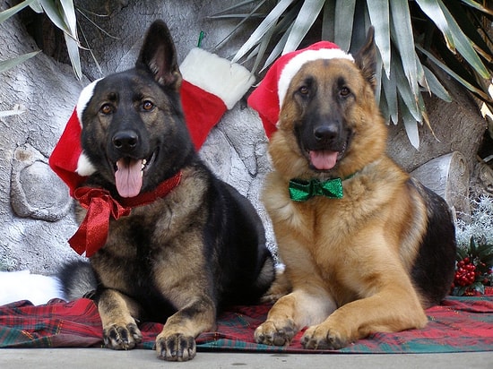 Дарить животных в качестве новогоднего сюрприза – это жестоко! И вот почему…