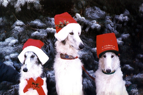 3. Домашние животные – огромная финансовая ответственность.