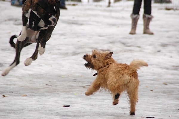 6. Праздники – очень шумное и суетливое время даже для животных с высокой степенью приспосабливаемости.