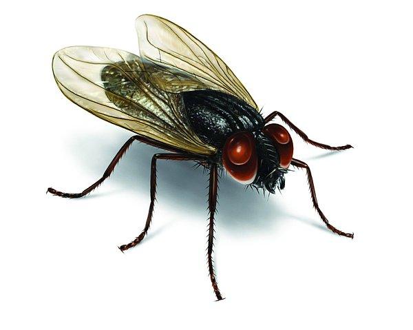 7. Kara sinek ve benzeri ne kadar rahatsız edici sinek-böcek varsa etraftan kaybolur.