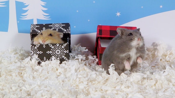 День 8: Хомяки тоже любят коробки.