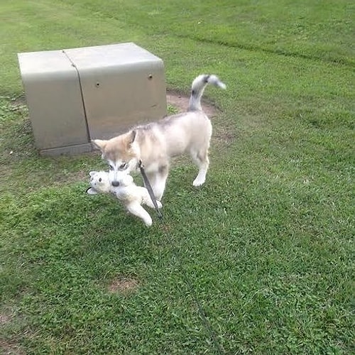 ''Köpeğim olmasını çok istediğim öğrencilik yıllarımda peluş bir oyuncakla yetinirdim.'' diyor Karissa. Malum öğrencilik hali.