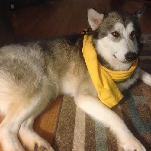 ''Luca benim her şeyim. Karşınıza çıkabilecek en sevgi dolu köpek. Gören herkes ona bayılıyor.''