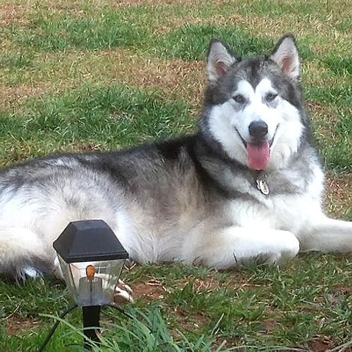 ''Luca benim her şeyim. Karşınıza çıkabilecek en sevgi dolu köpek. Gören herkes ona bayılıyor.''