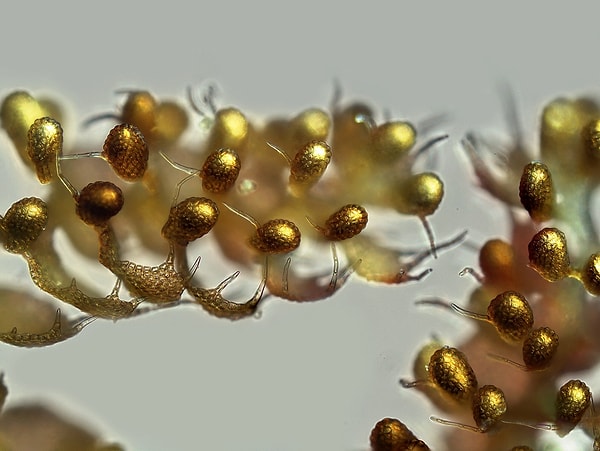 31. Подводное растение Lepidolaena taylorii в 100-кратном увеличении.