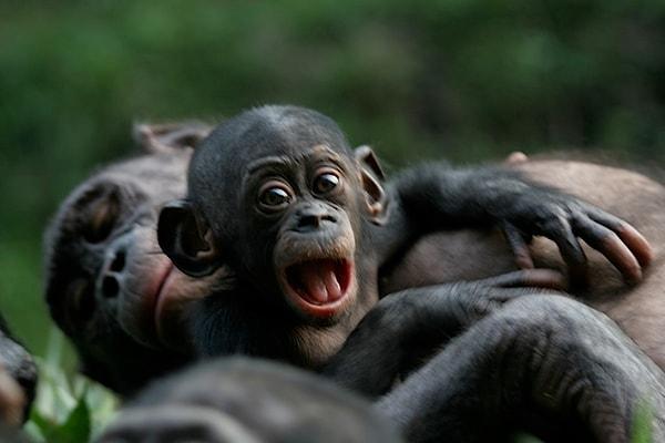 6. Bonobo Maymunları ''Savaşma, Seviş''e yeni bir boyut kazandırıyor.