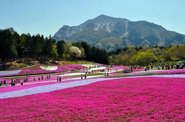 3. Alev çiçekleri, Japonya