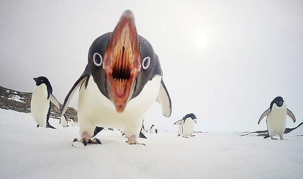 3. Penguen Saldırısı, Antartika