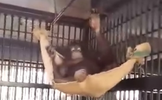 Bulduğu Bez Parçasından Kendine Hamak Yapak Zeka Küpü Orangutan