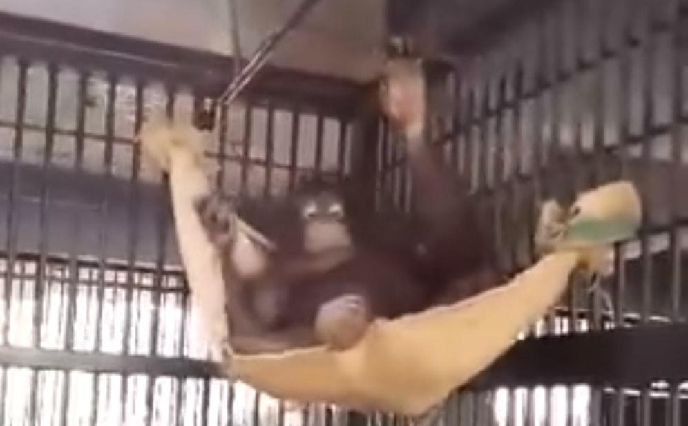 Bulduğu Bez Parçasından Kendine Hamak Yapak Zeka Küpü Orangutan