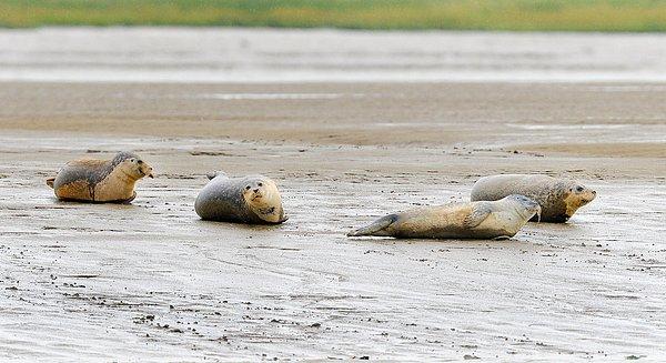 22. Bir grup fok, Thames Nehri halicindeki çamur daireleri üzerinde. Londra Zooloji Derneği'nin raporuna göre son 10 yılda burada 2000'den fazla fok görülmüş.